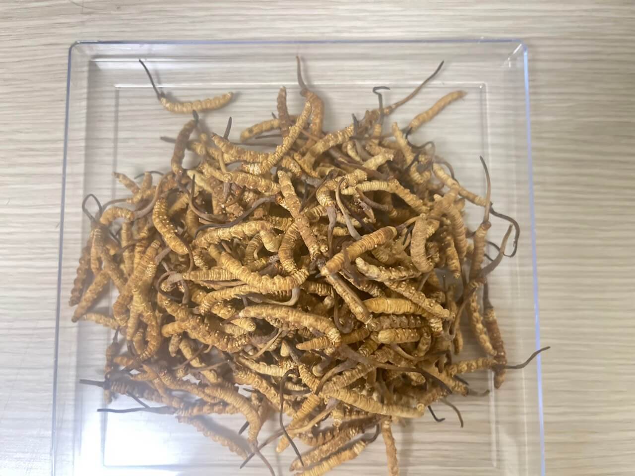 Hình Đông Trùng Tây Tạng thượng hạng