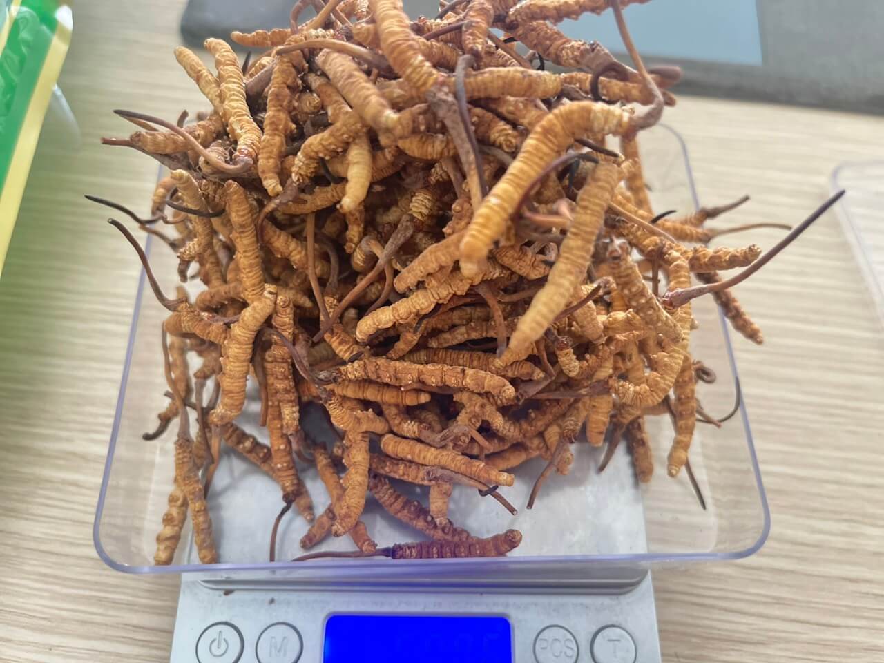 Hình Đông Trùng Tây Tạng thượng hạng