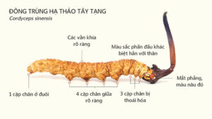 Đặc điểm Đông Trùng Tây Tạng
