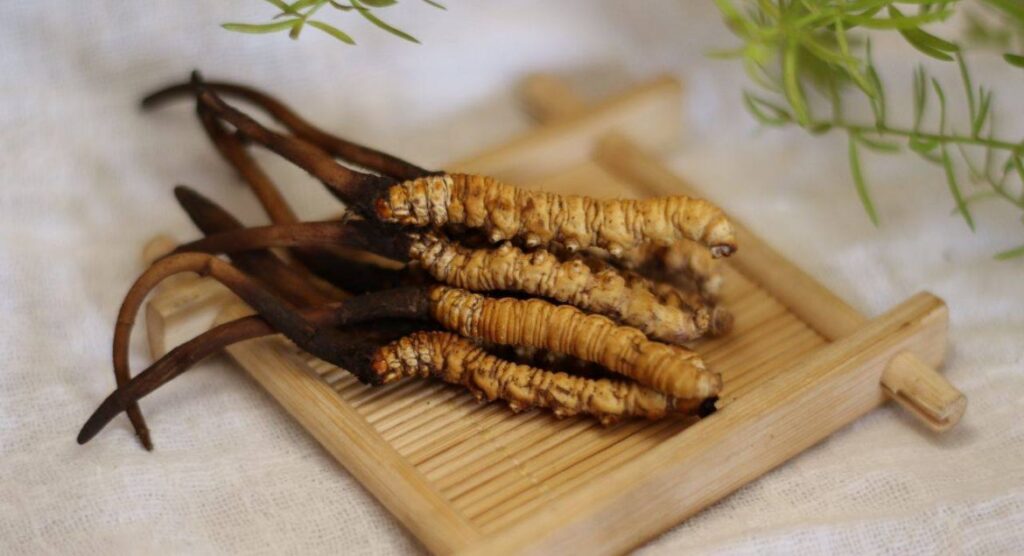 Đông trùng hạ thảo và tác dụng