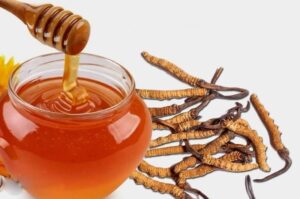 Đông tùng hạ thảo ngâm mật ong