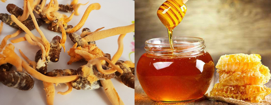 Đông tùng hạ thảo ngâm mật ong và tác dụng