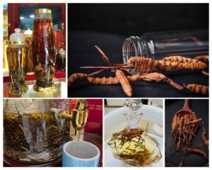 Ngâm rượu đông trùng hạ thảo