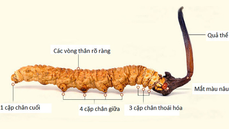 Nhận biết đông trùng hạ thảo