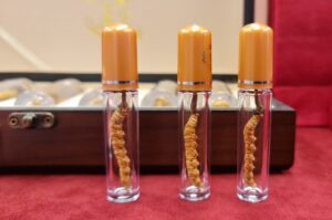 Đông Trùng Hạ Thảo Tây Tạng thượng hạng
