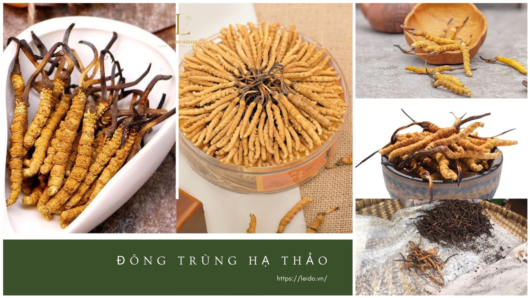 Banner Đông Trùng Tây Tạng