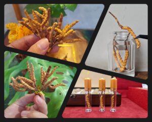 Hình ảnh Đông Trùng Tây Tạng