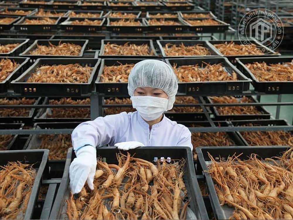 Bảo quản và sản xuất nhân sâm