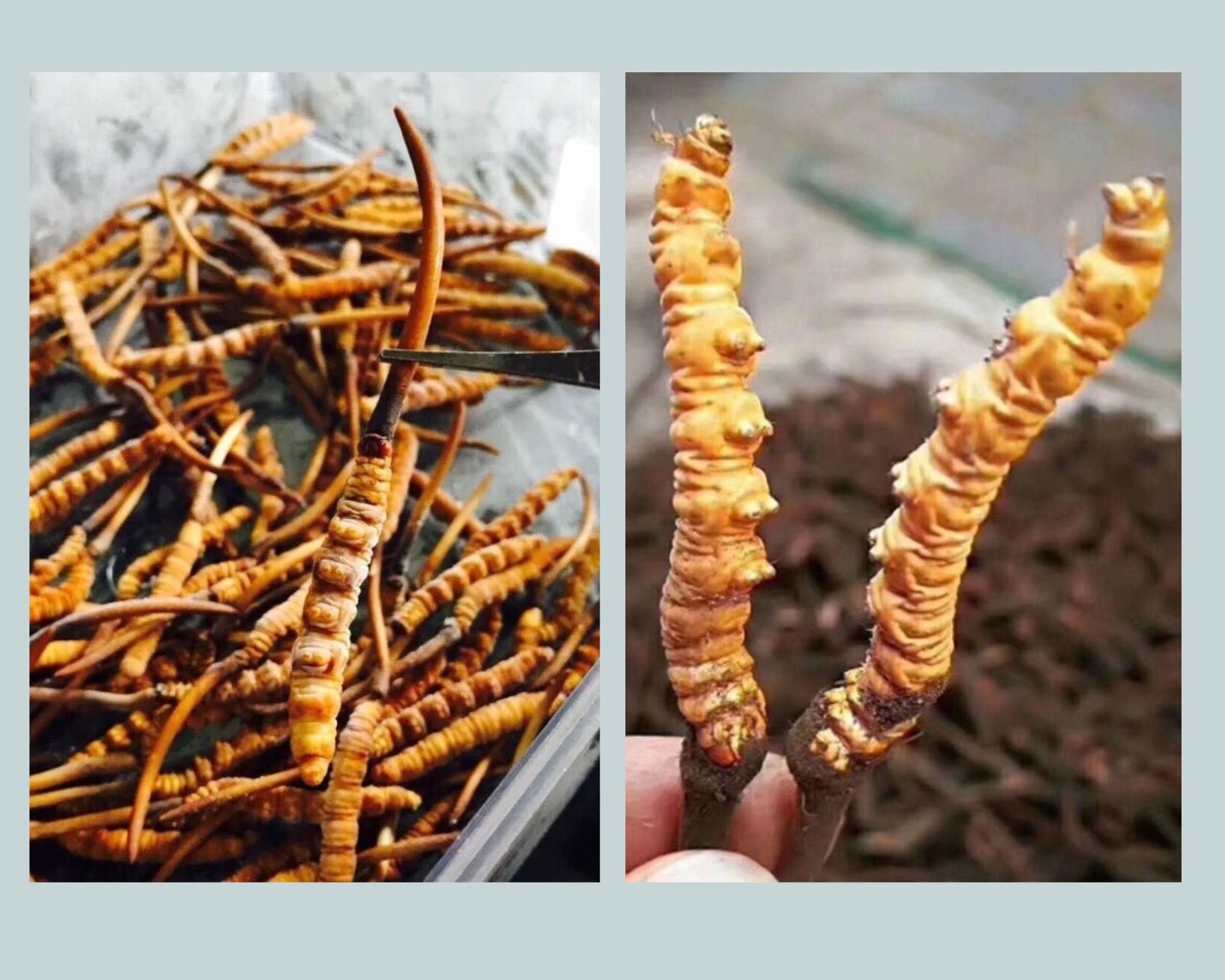 Đông Trùng Hạ Thảo