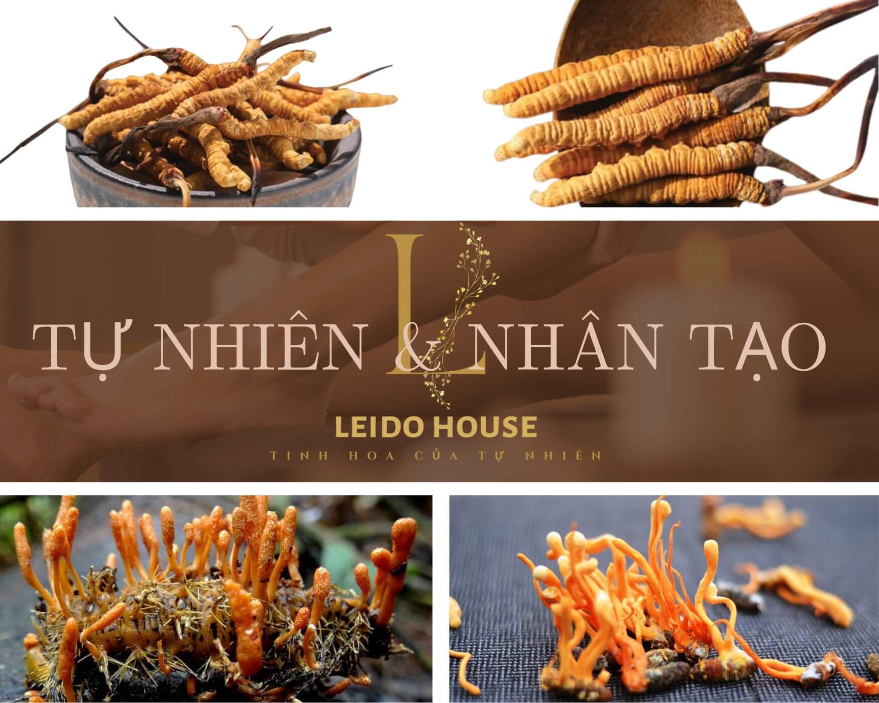 Đông Trùng Tự nhiên & Nhân tạo