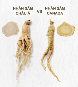 Nhân sâm châu Á & Nhân Sâm Canada