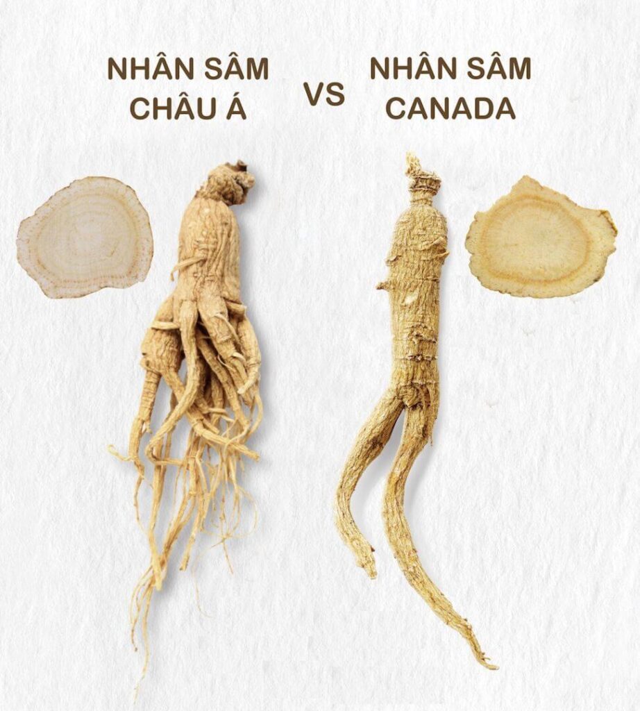 Nhân sâm châu Á & Nhân Sâm Canada