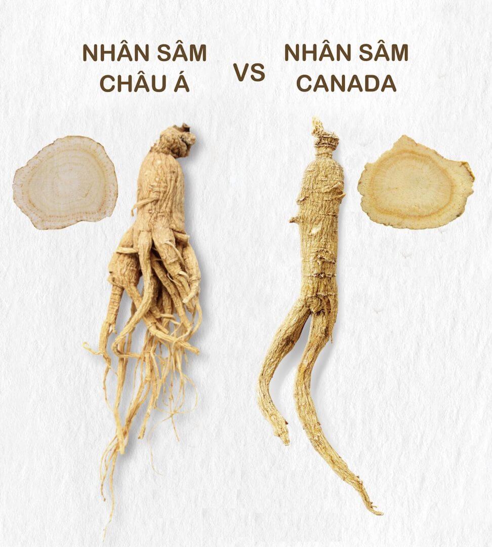 Nhân sâm châu Á & Nhân Sâm Canada
