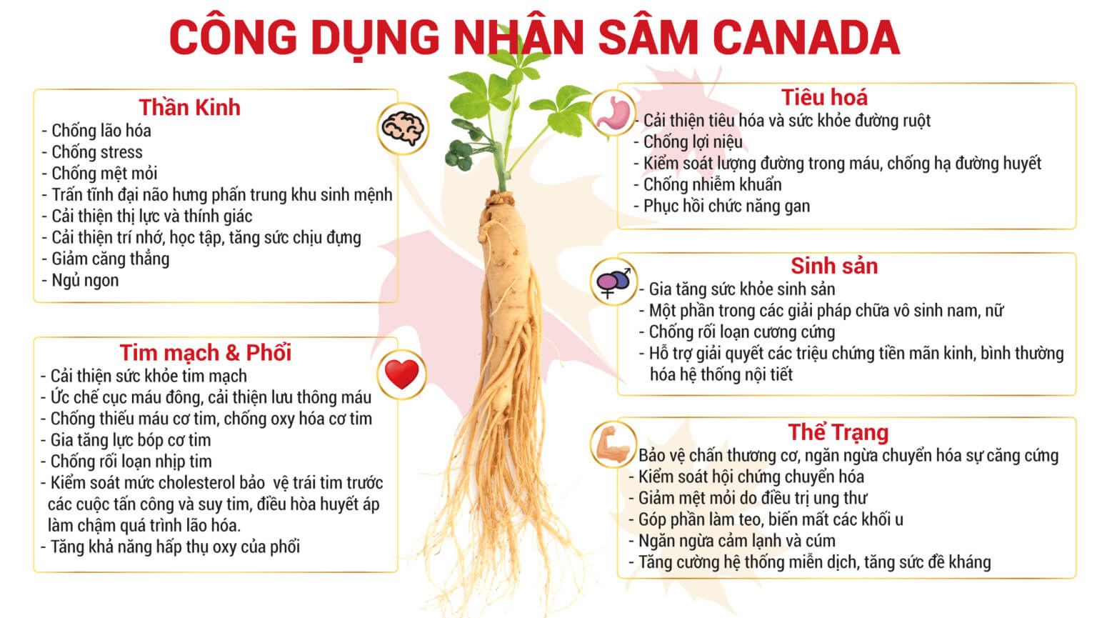 Công dụng nhân sâm Canada