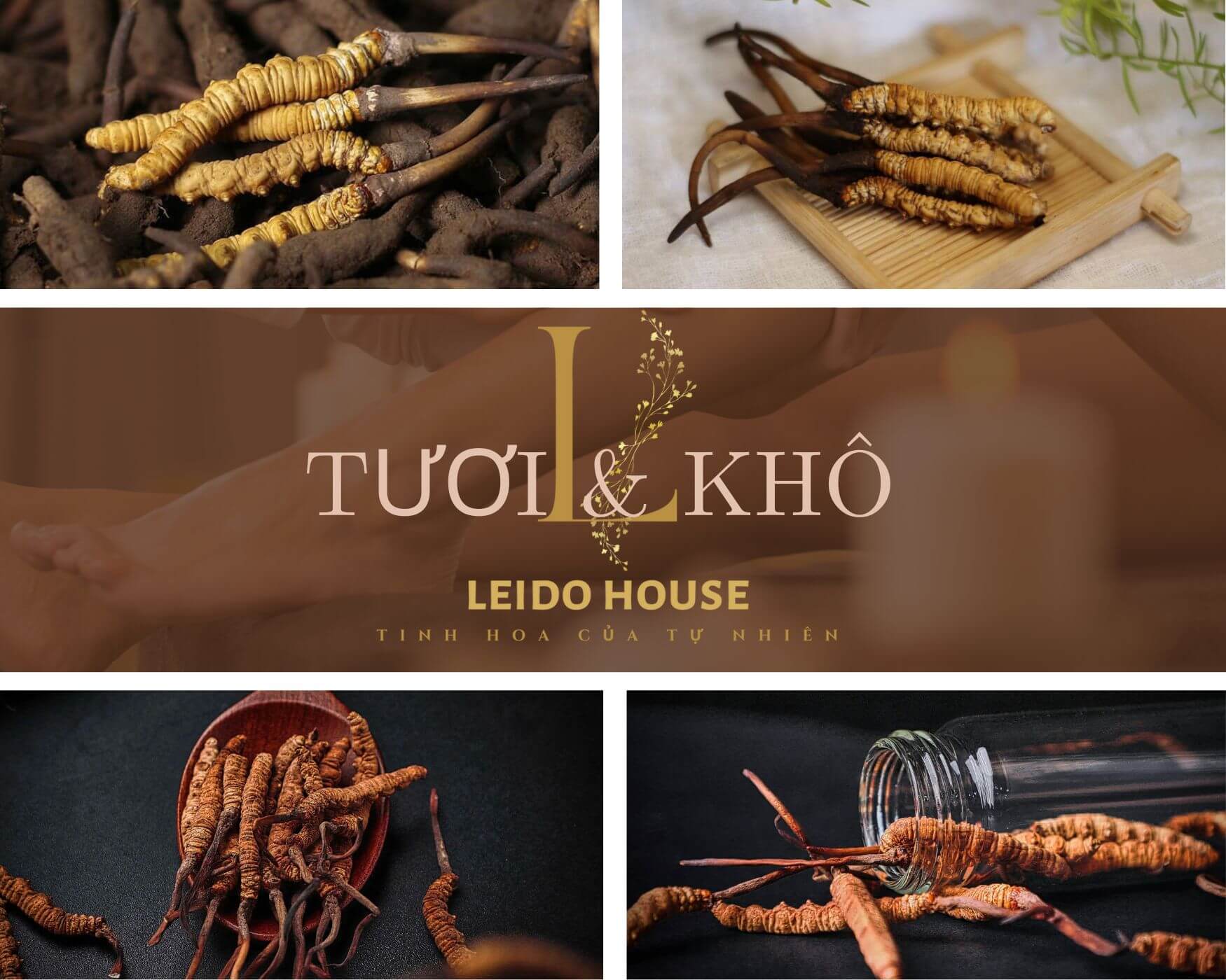 Đông Trùng tươi & khô