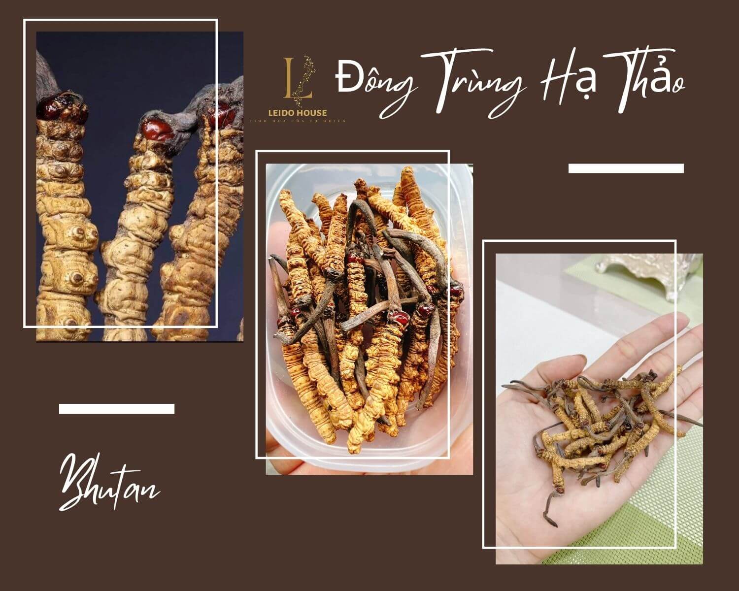 Đông Trùng Hạ Thảo Bhutan