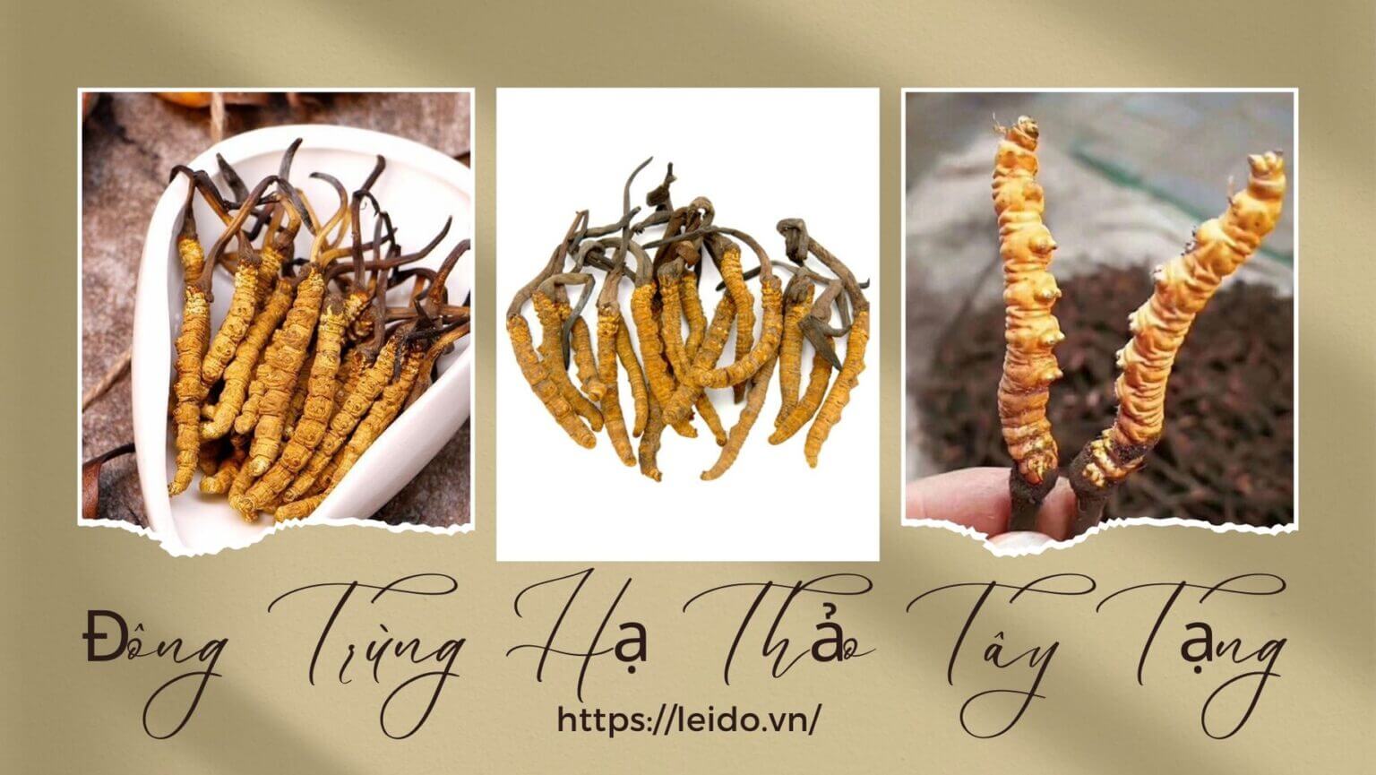 Hình dáng Đông Trùng Hạ Thảo