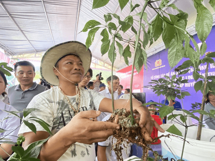 Sâm ngọc linh việt Nam
