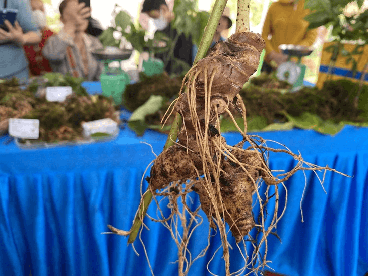 Sâm ngọc linh việt Nam