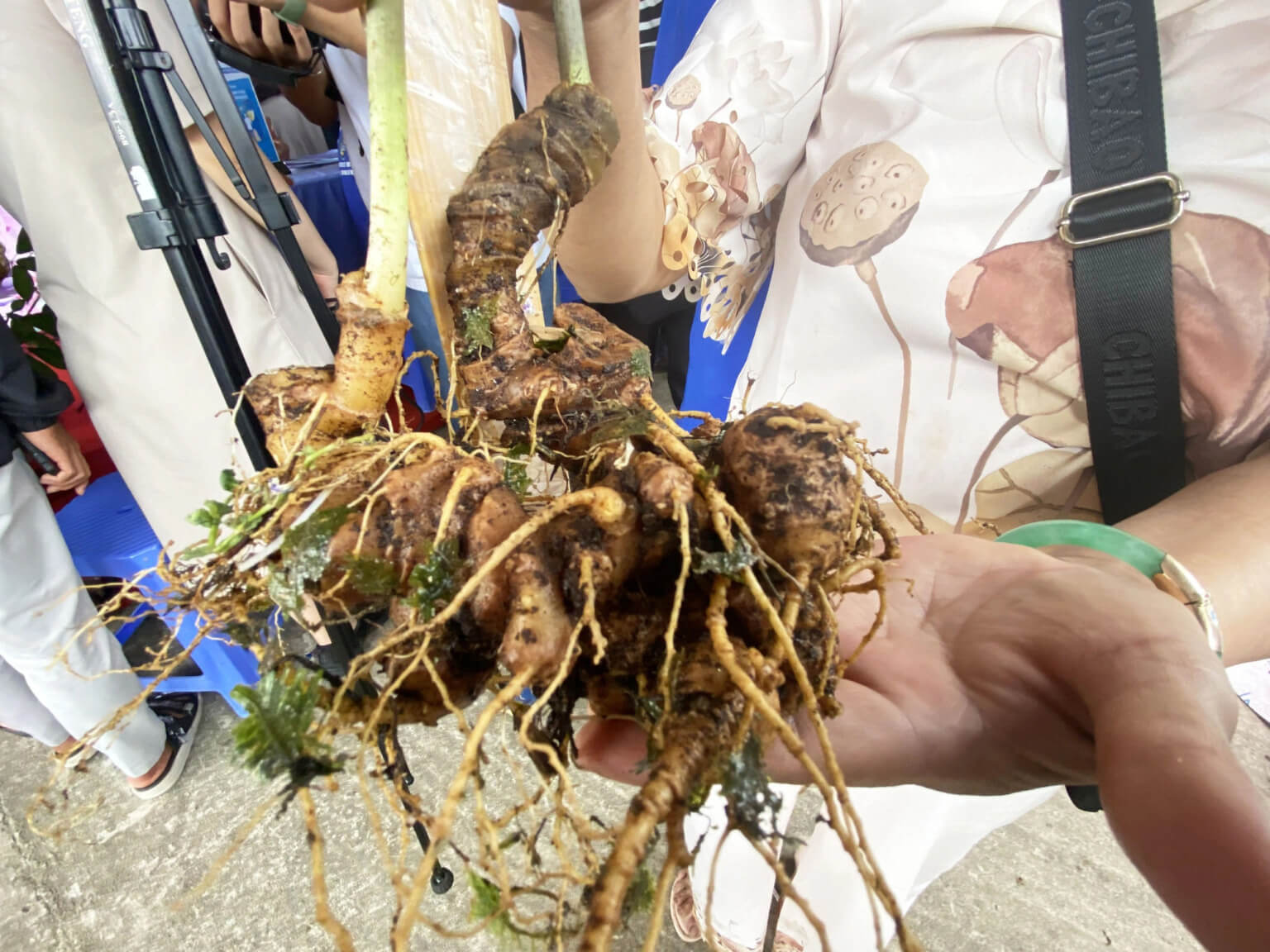 Sâm ngọc linh việt Nam
