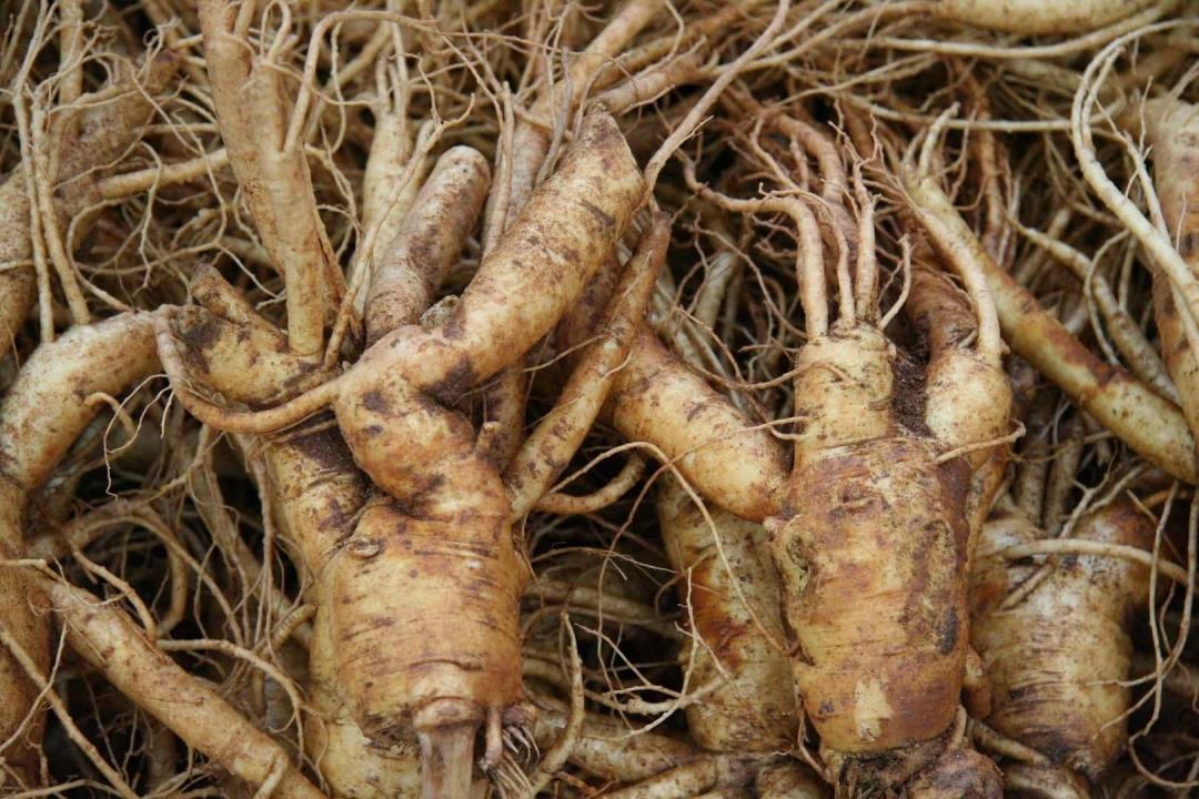Nhân sâm Bắc Mỹ