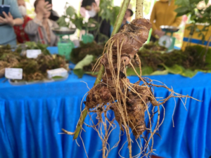 Sâm ngọc linh việt Nam