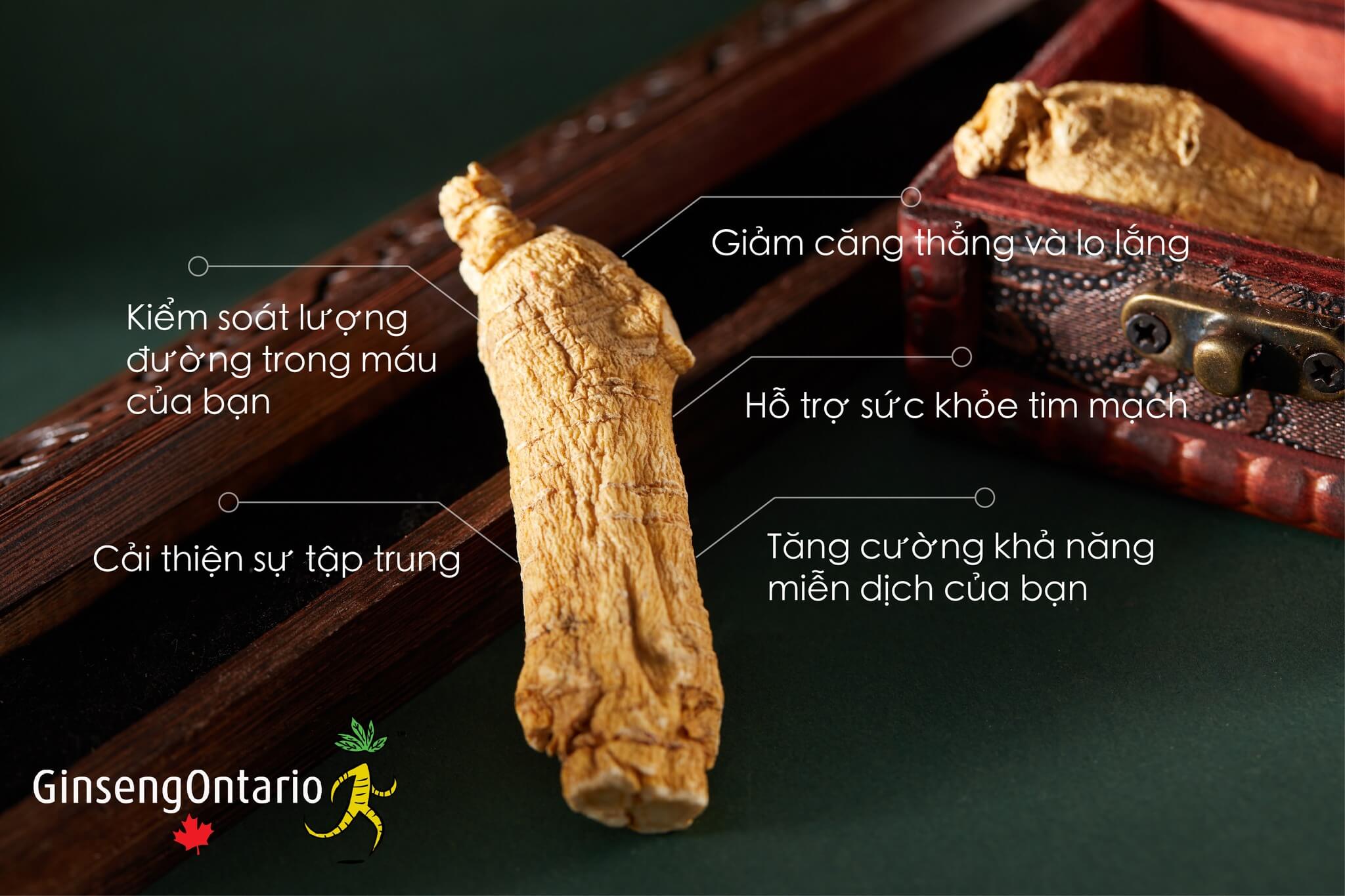 Tác dụng của nhân sâm Canada