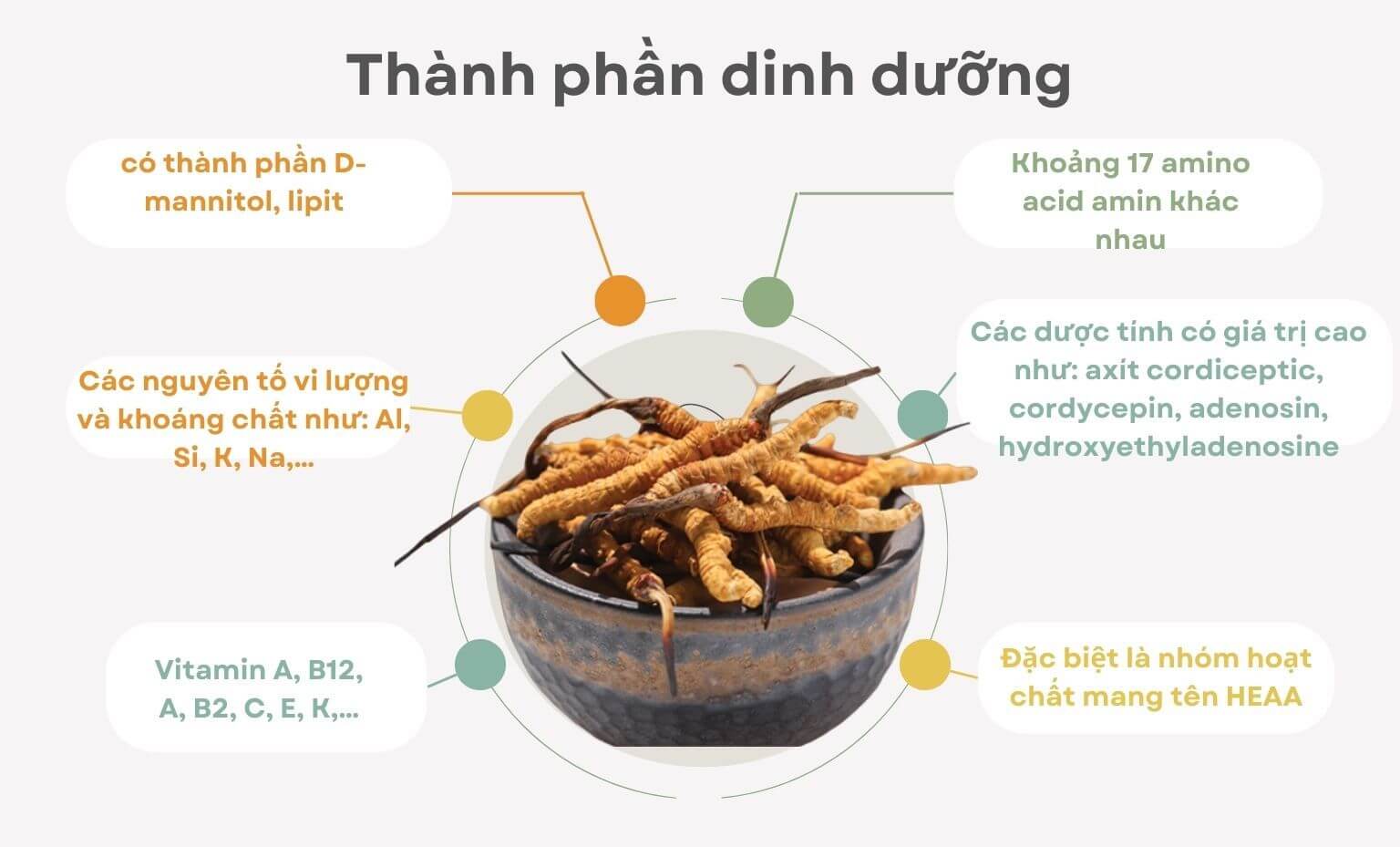 Thành phần dinh dưỡng Đông Trùng Hạ Thảo