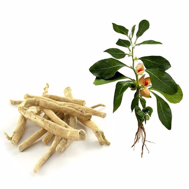 Sâm Ấn Độ