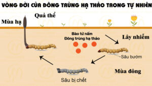 Vòng đời tự nhiên của Đông Trùng Hạ Thảo