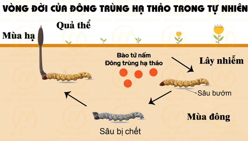Vòng đời tự nhiên của Đông Trùng Hạ Thảo