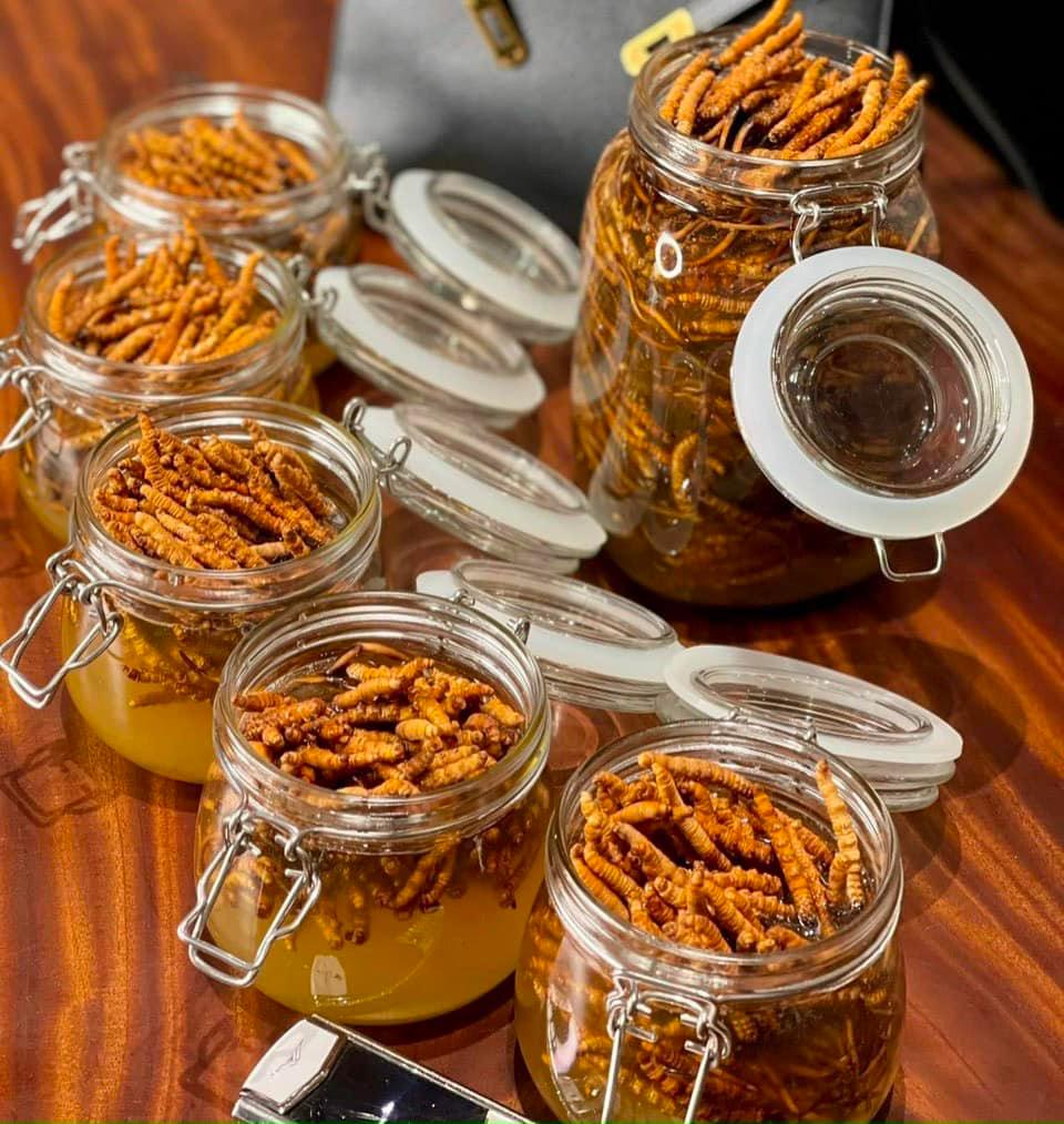 Ngâm saffron và đông trùng hạ thảo trong mật ong