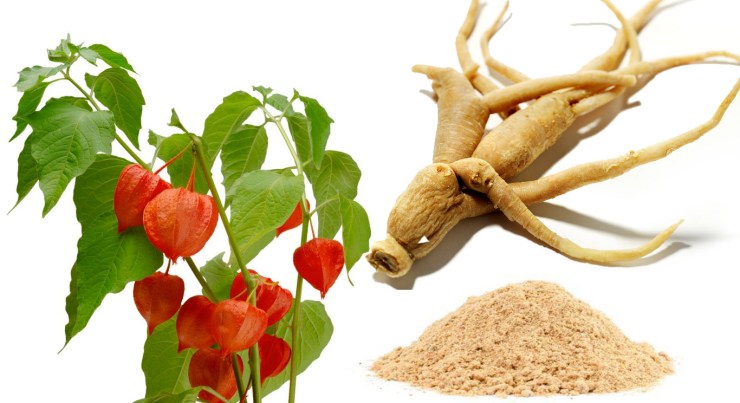 Nhân Sâm Ấn Độ - Nền tảng ngăn ngừa lão hoá sớm do căng thẳng