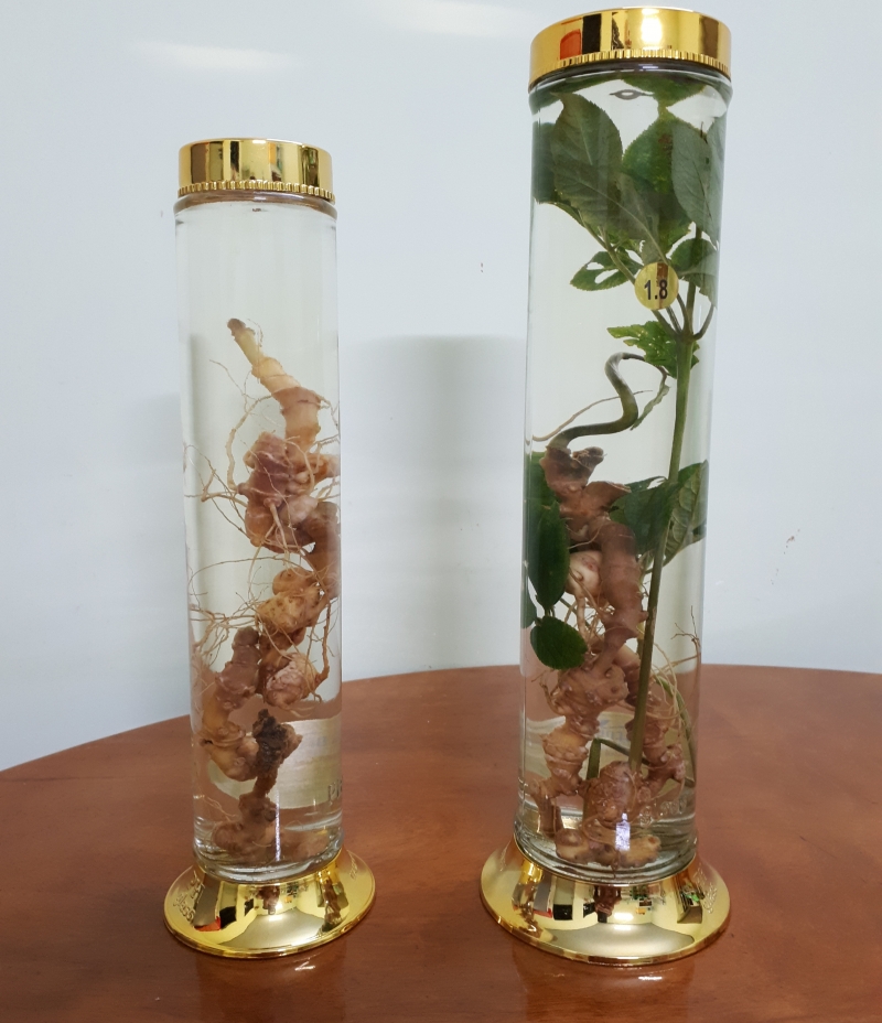 Rượu Sâm Ngọc Linh