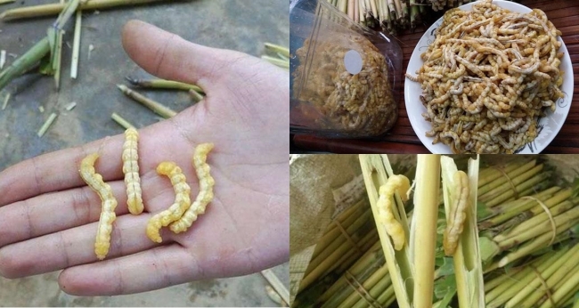 Sâu chít Việt Nam