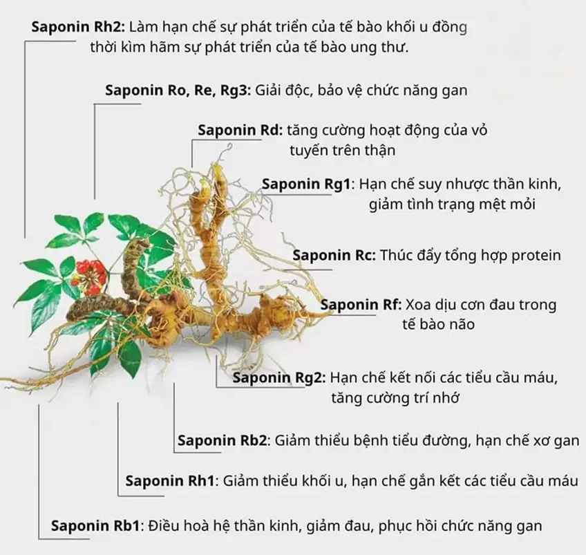 Thành phần Sâm Ngọc Linh Kon Tum
