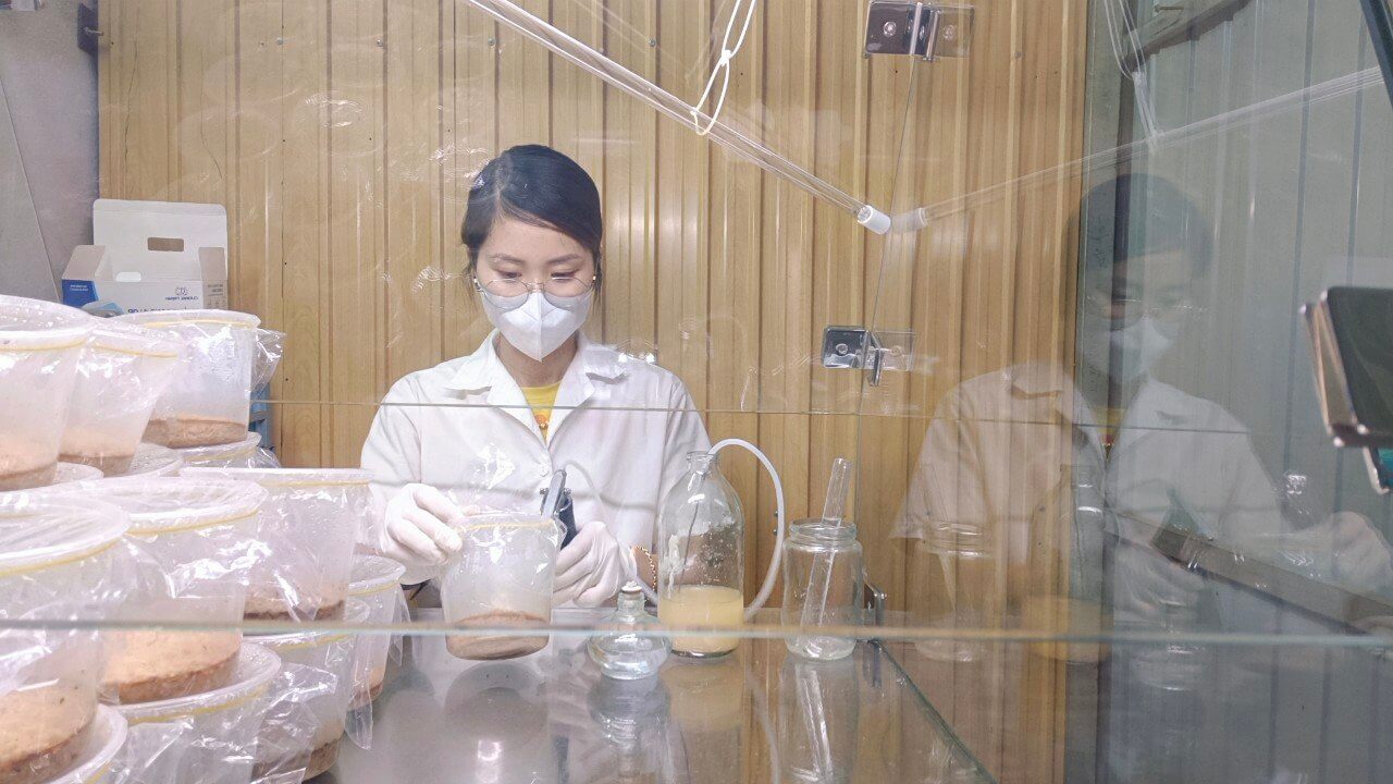 Đông trùng hạ thảo được các doanh nghiệp, cơ sở ở Đắk Nông sản xuất theo một quy trình nghiêm ngặt