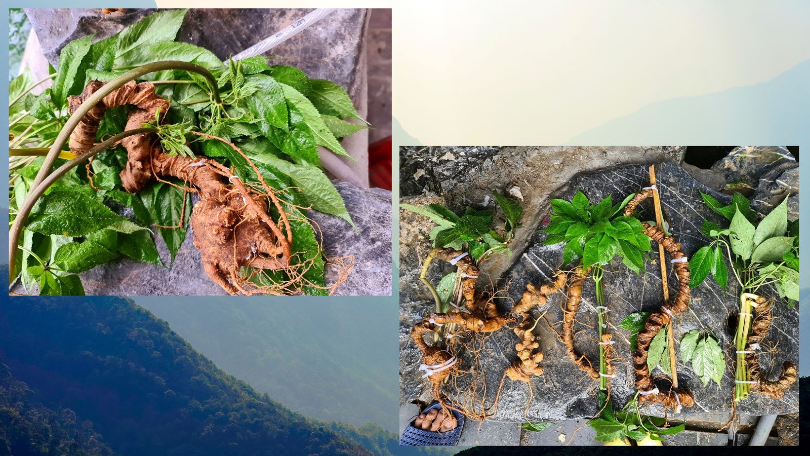Hình ảnh Sâm Lai Châu
