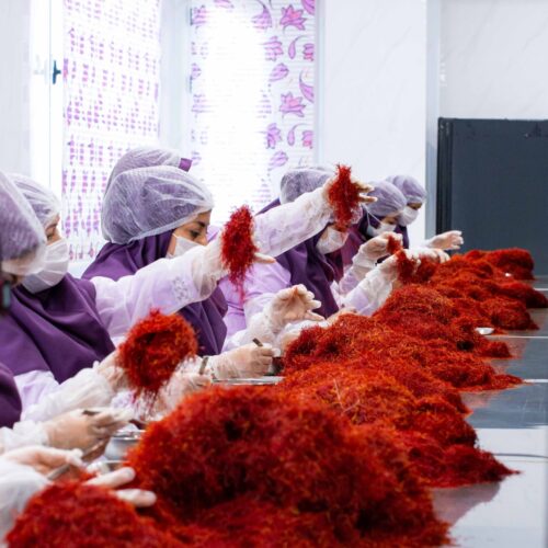 Lịch sử Saffron tại Iran
