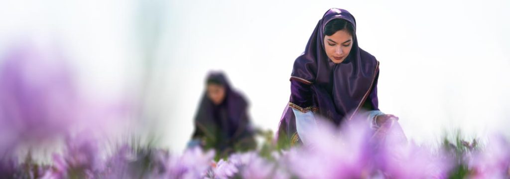 Nguồn gốc của Saffron tại Iran
