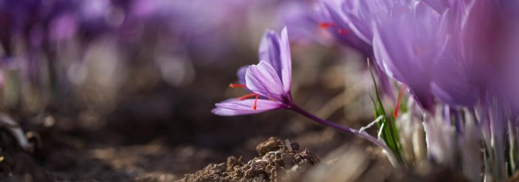 Nhuỵ hoa nghệ tây Saffron là gì?