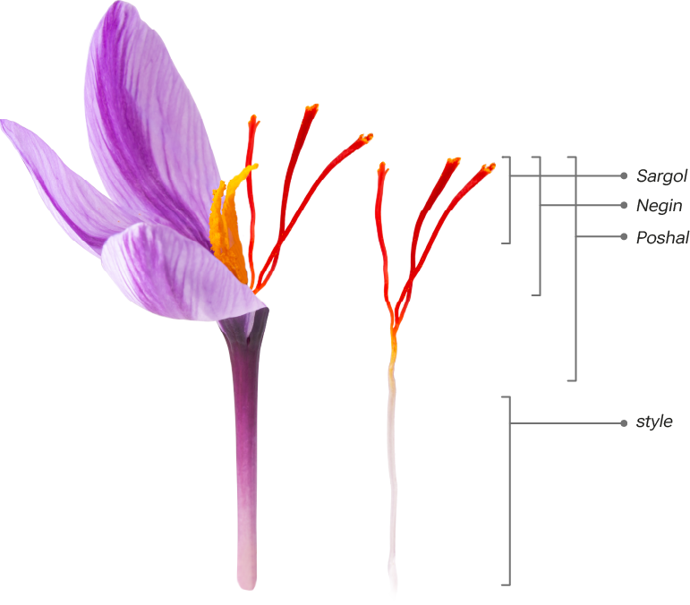 Các thành phần của nhuỵ hoa